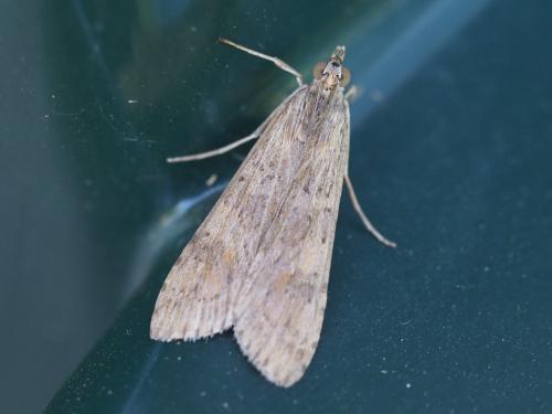 Nomophila noctuella